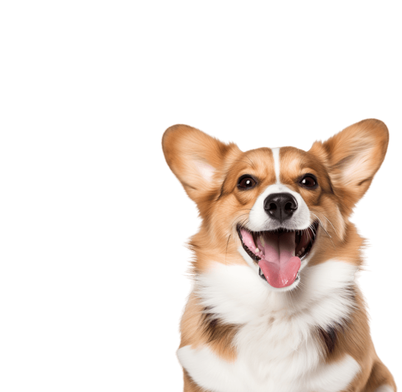 Foto do dog